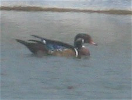 Wood Duck - ML258337501