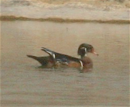 Wood Duck - ML258337521