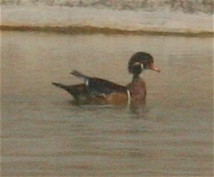 Wood Duck - ML258337531