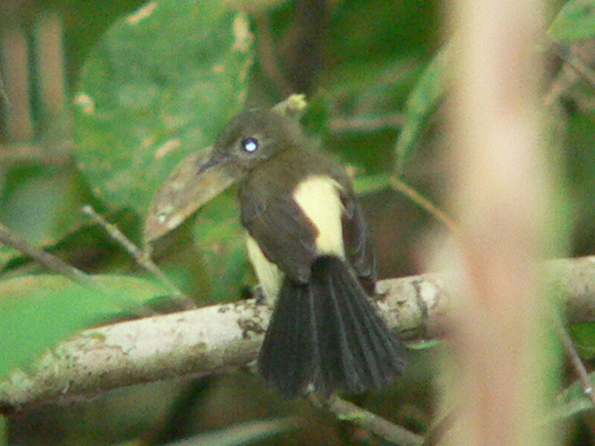 Black-tailed Flycatcher (Black-tailed) - Charley Hesse TROPICAL BIRDING