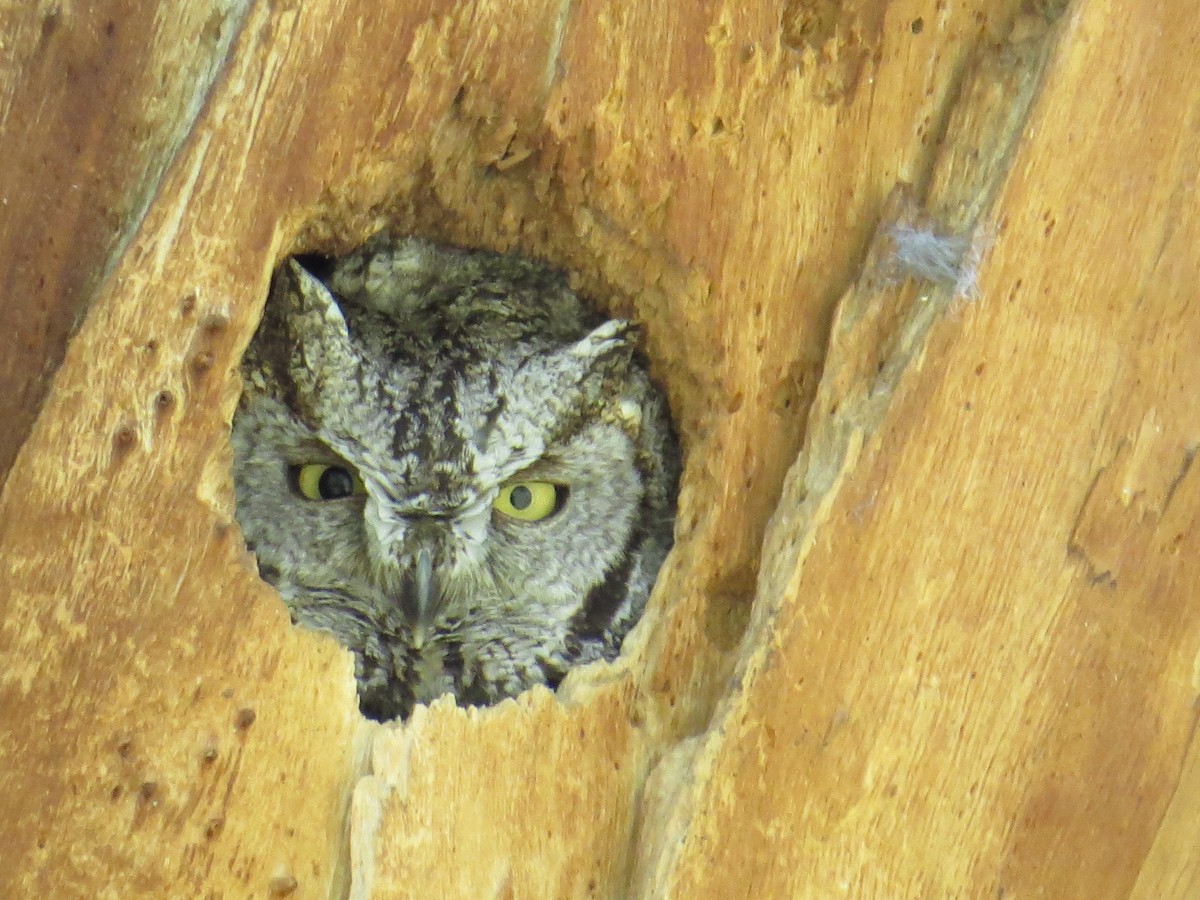 Western Screech-Owl - ML25833811