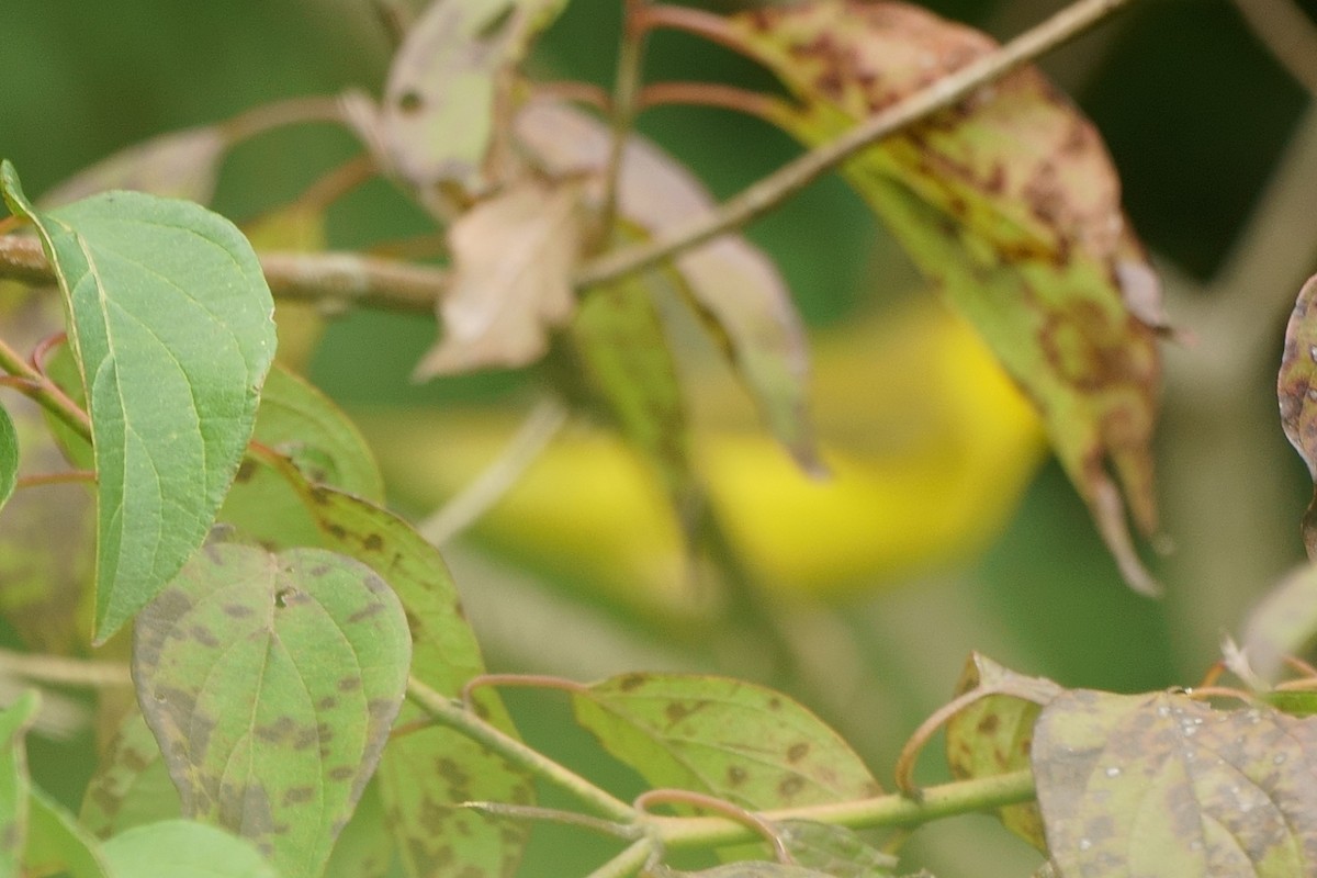 Yellow Warbler - ML258338631