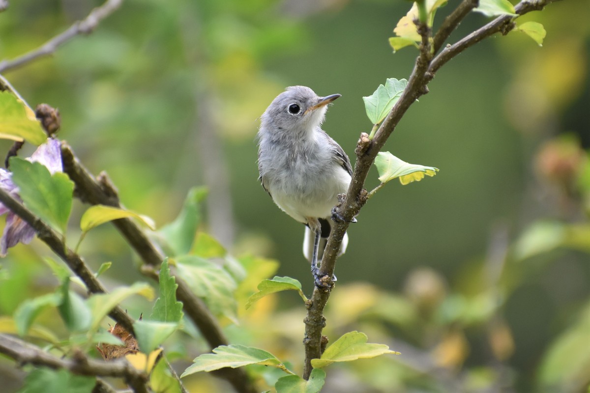 Blue-gray Gnatcatcher - ML258339821