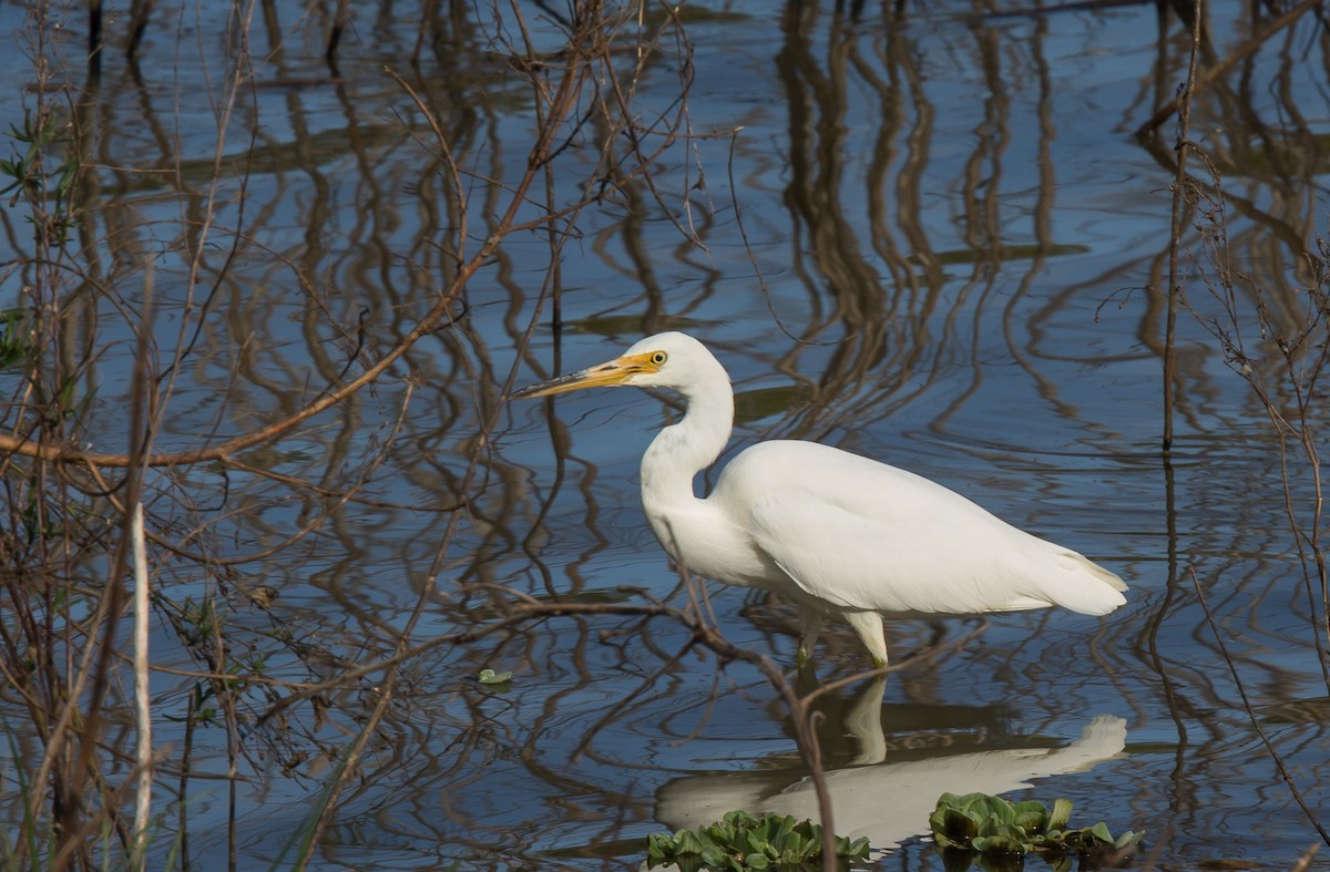 Little Egret - Geoff Dennis