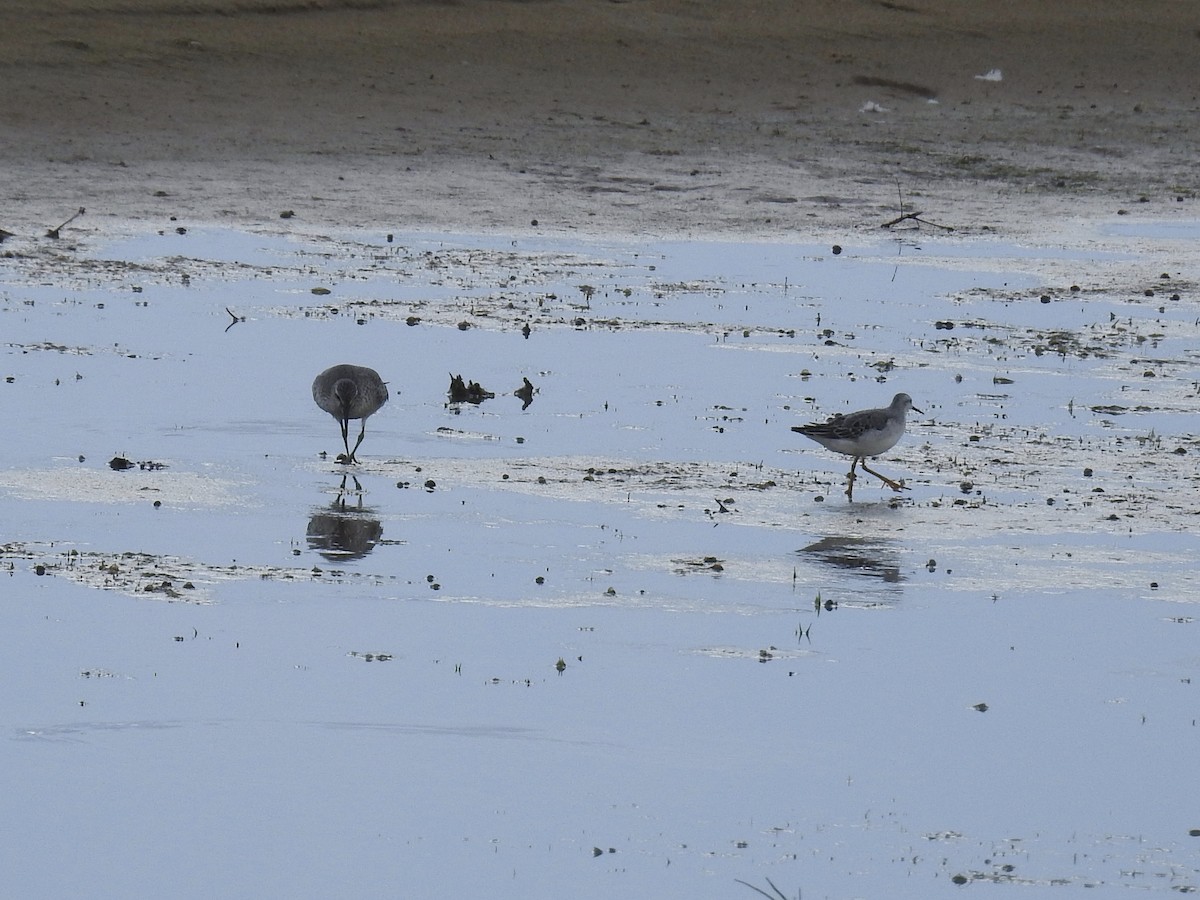 Wilson's Phalarope - ML258340431