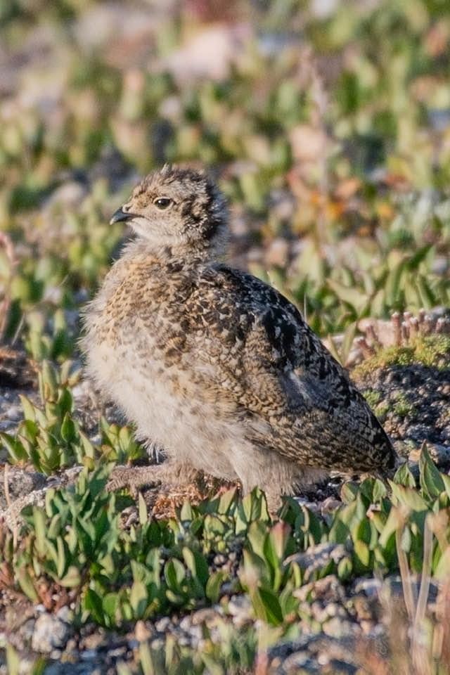 White-tailed Ptarmigan - ML258343271