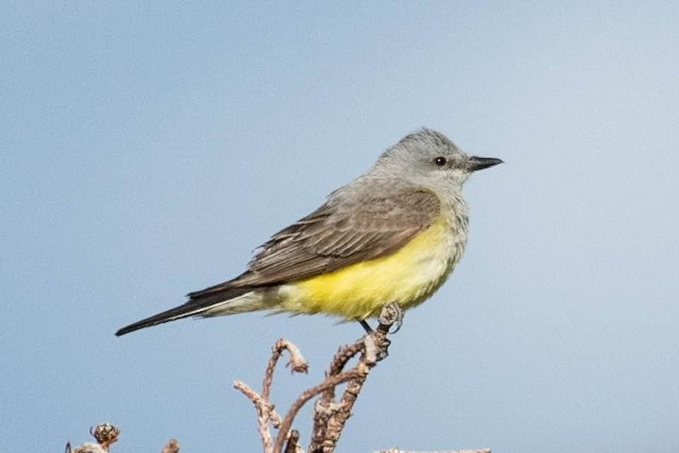 Western Kingbird - ML258343321