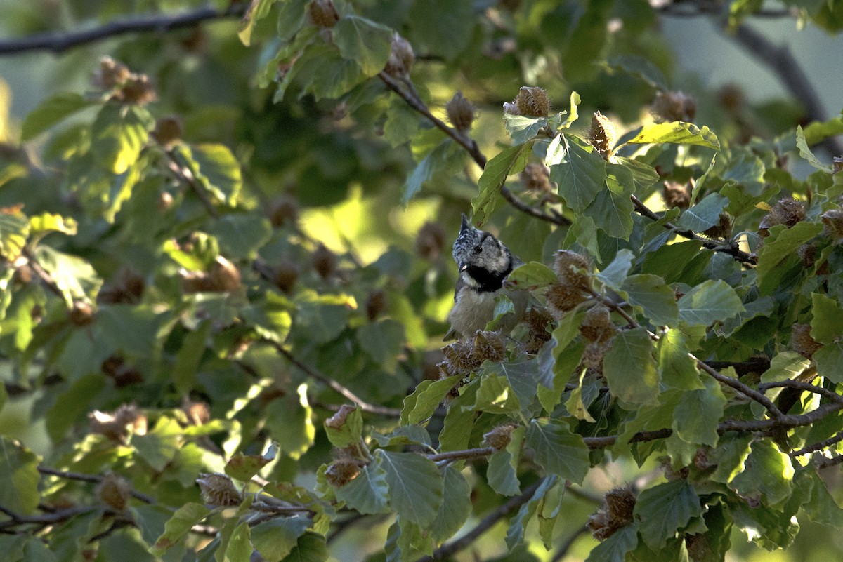 Crested Tit - ML258343771