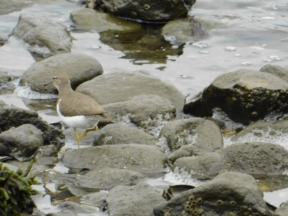 Spotted Sandpiper - Luis Mendes