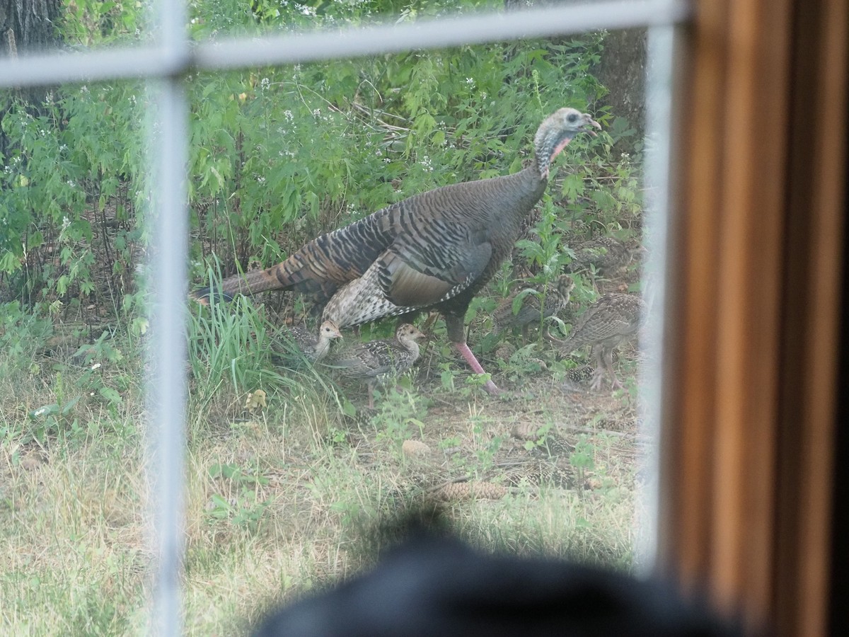 Wild Turkey - ML258346661