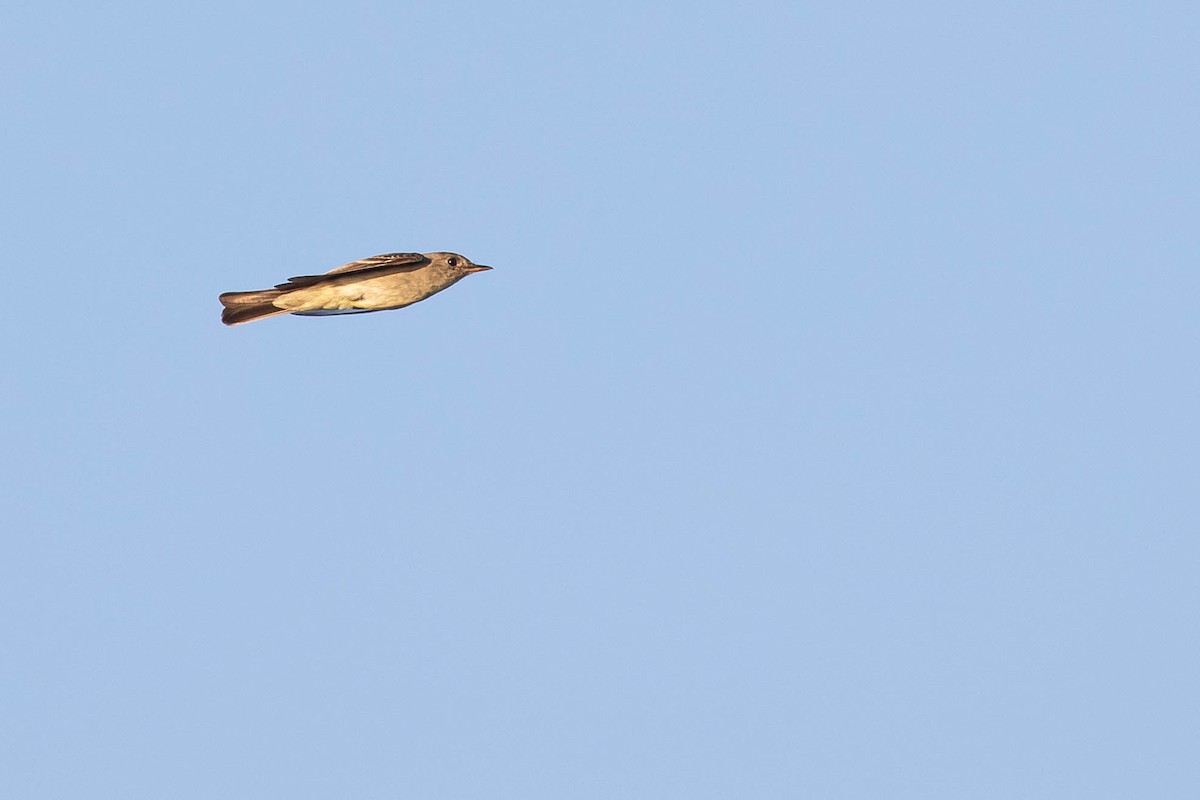 Eastern Wood-Pewee - ML258348571