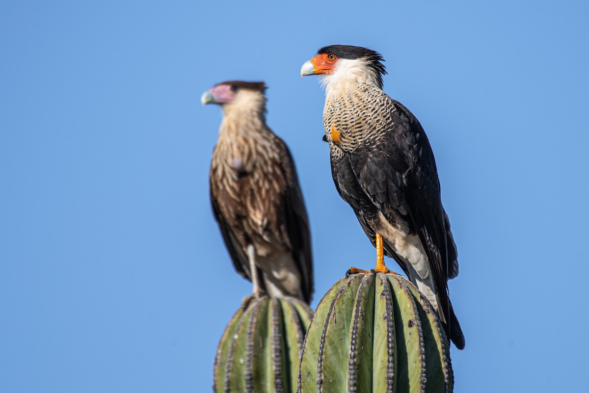 Crested Caracara (Northern) - ML258350211