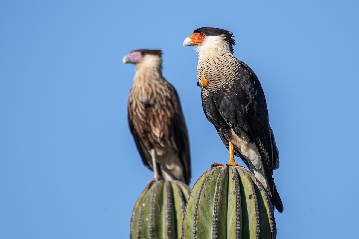 Caracara Carancho (norteño) - ML258350211