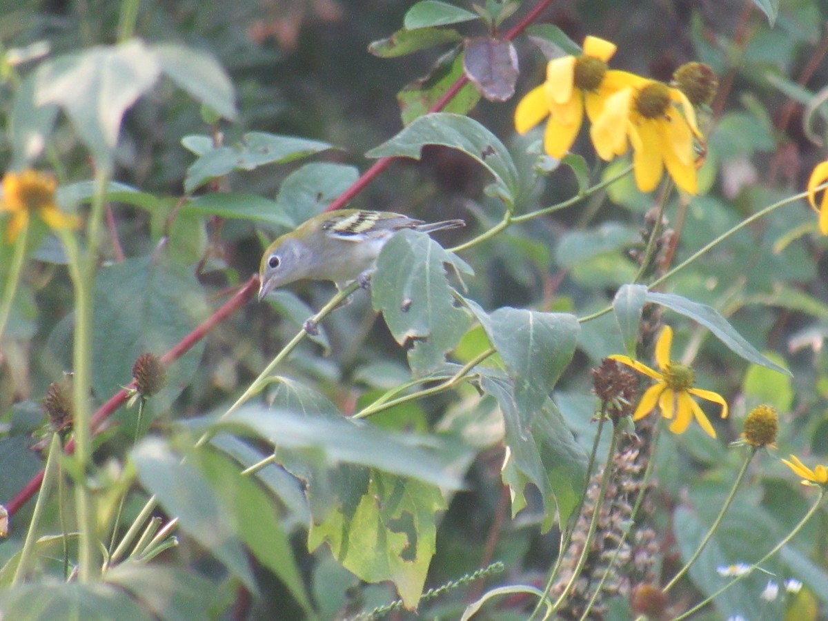 Chestnut-sided Warbler - ML258351281