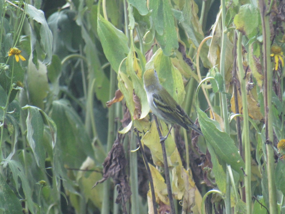 Chestnut-sided Warbler - ML258351301