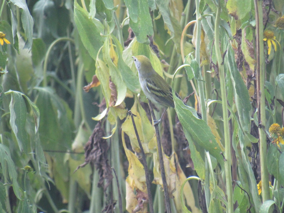 Chestnut-sided Warbler - ML258351311