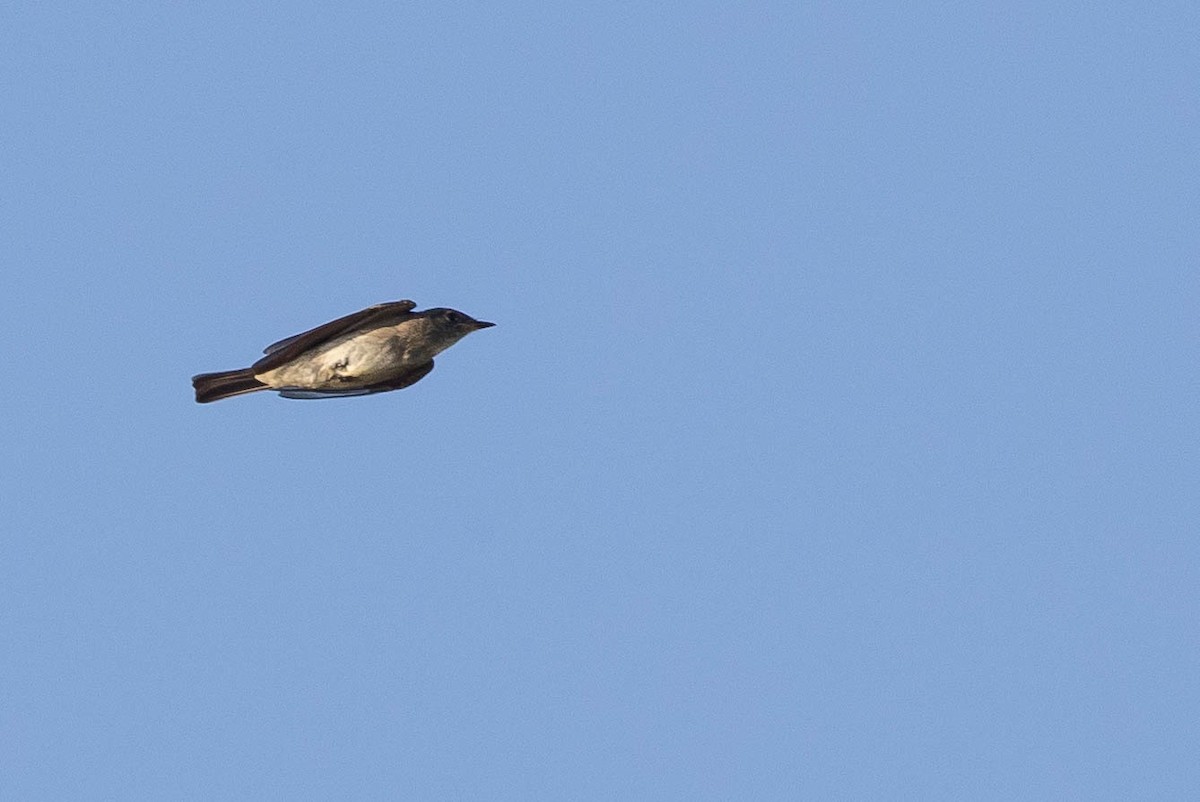 Eastern Wood-Pewee - ML258353911