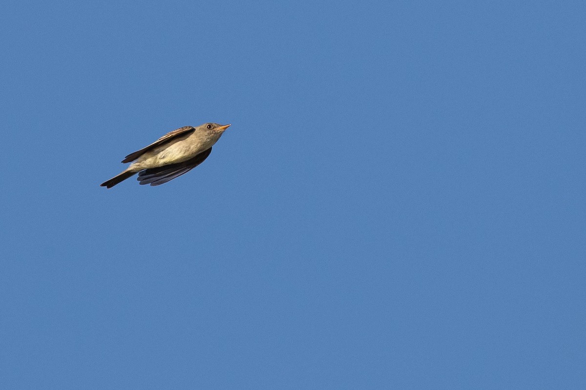 Eastern Wood-Pewee - ML258353921