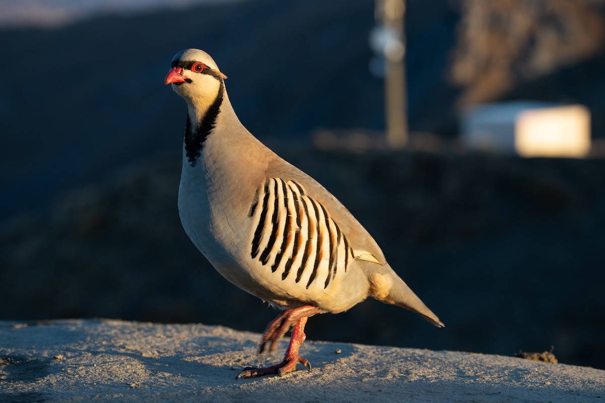 Chukar - Dan Burgin