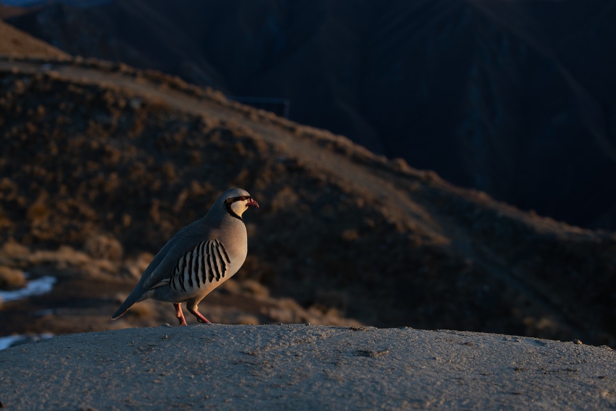 Chukar - ML258354451