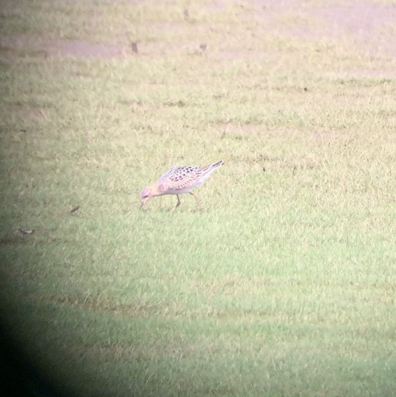 Buff-breasted Sandpiper - ML258355271