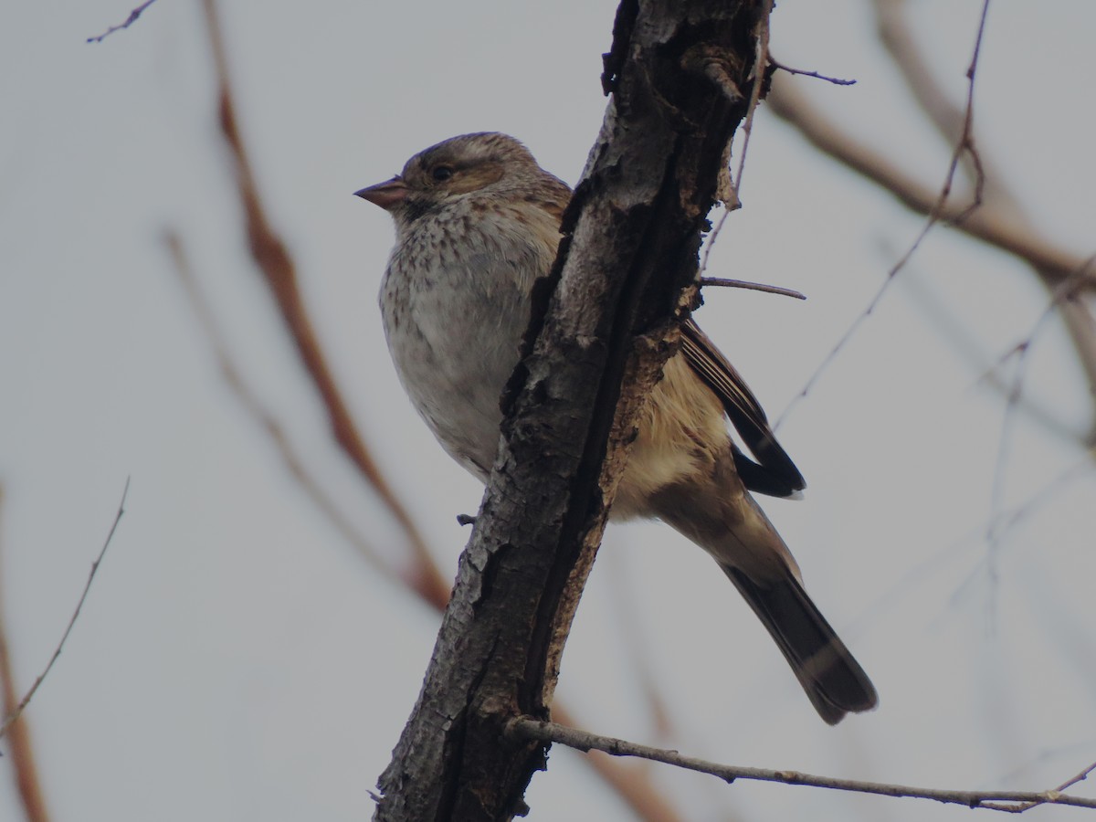 Mourning Sierra Finch - ML258355481