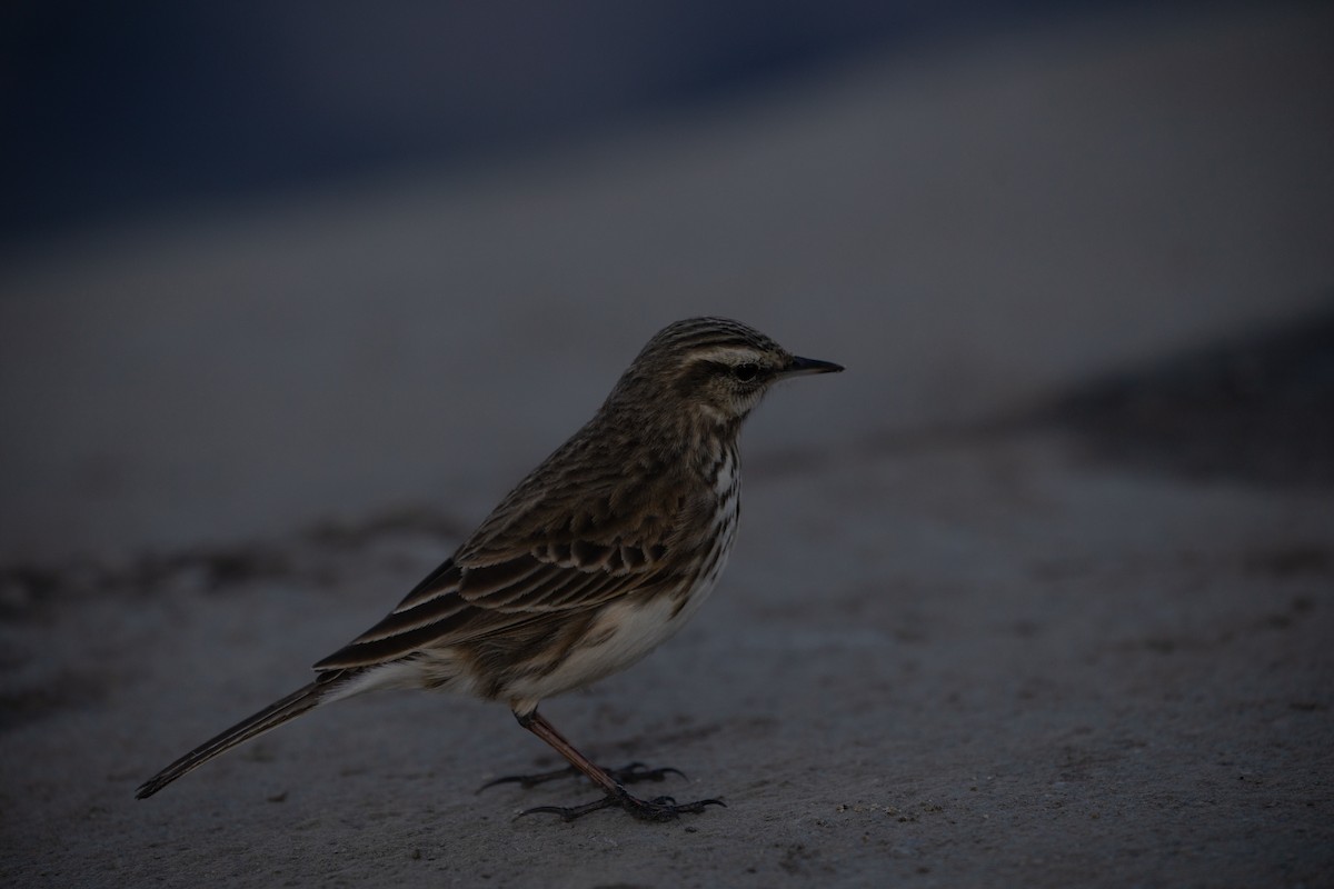 New Zealand Pipit - ML258355551