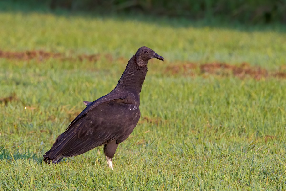 Black Vulture - ML258357711