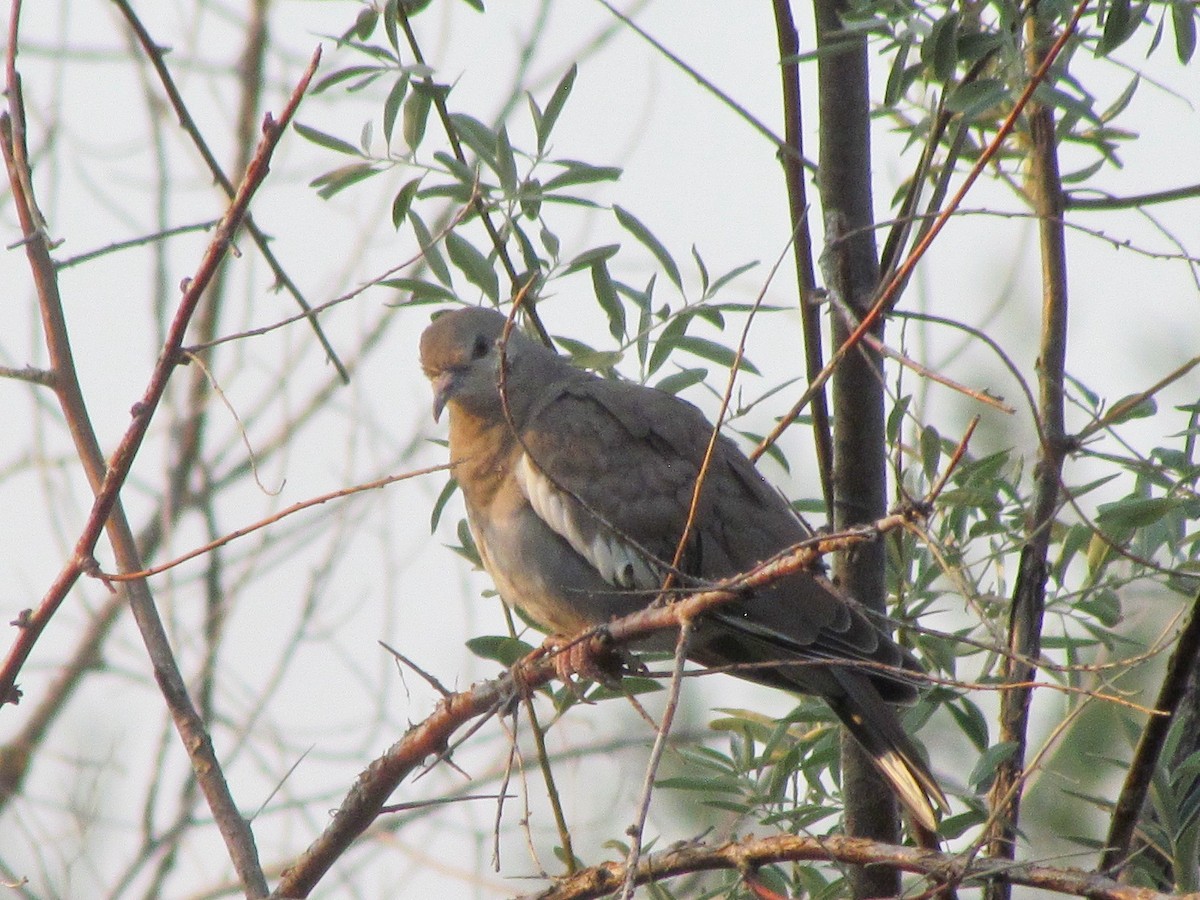 White-winged Dove - ML258358321