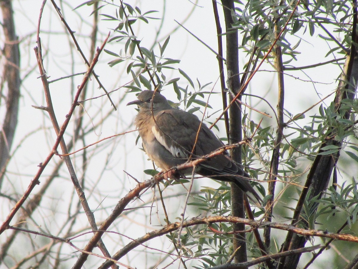 White-winged Dove - ML258358351