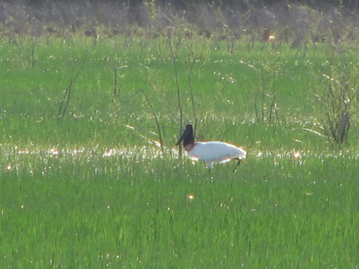 Jabiru - Luciana Chiyo