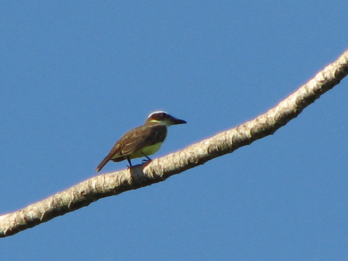 Boat-billed Flycatcher - ML258359811