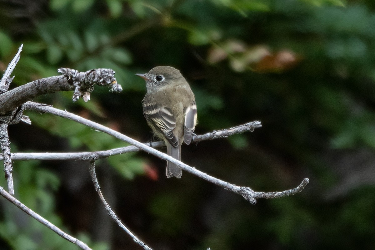 Hammond's Flycatcher - ML258360991