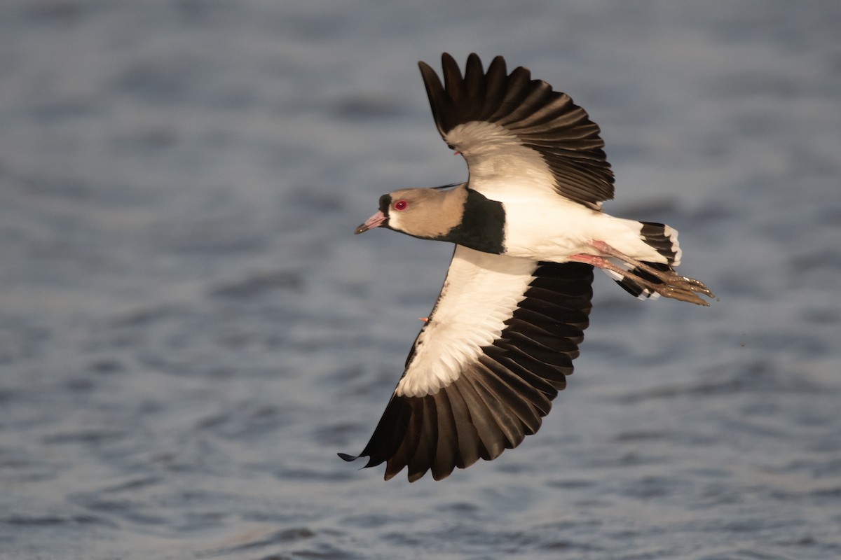 Southern Lapwing - ML258361271