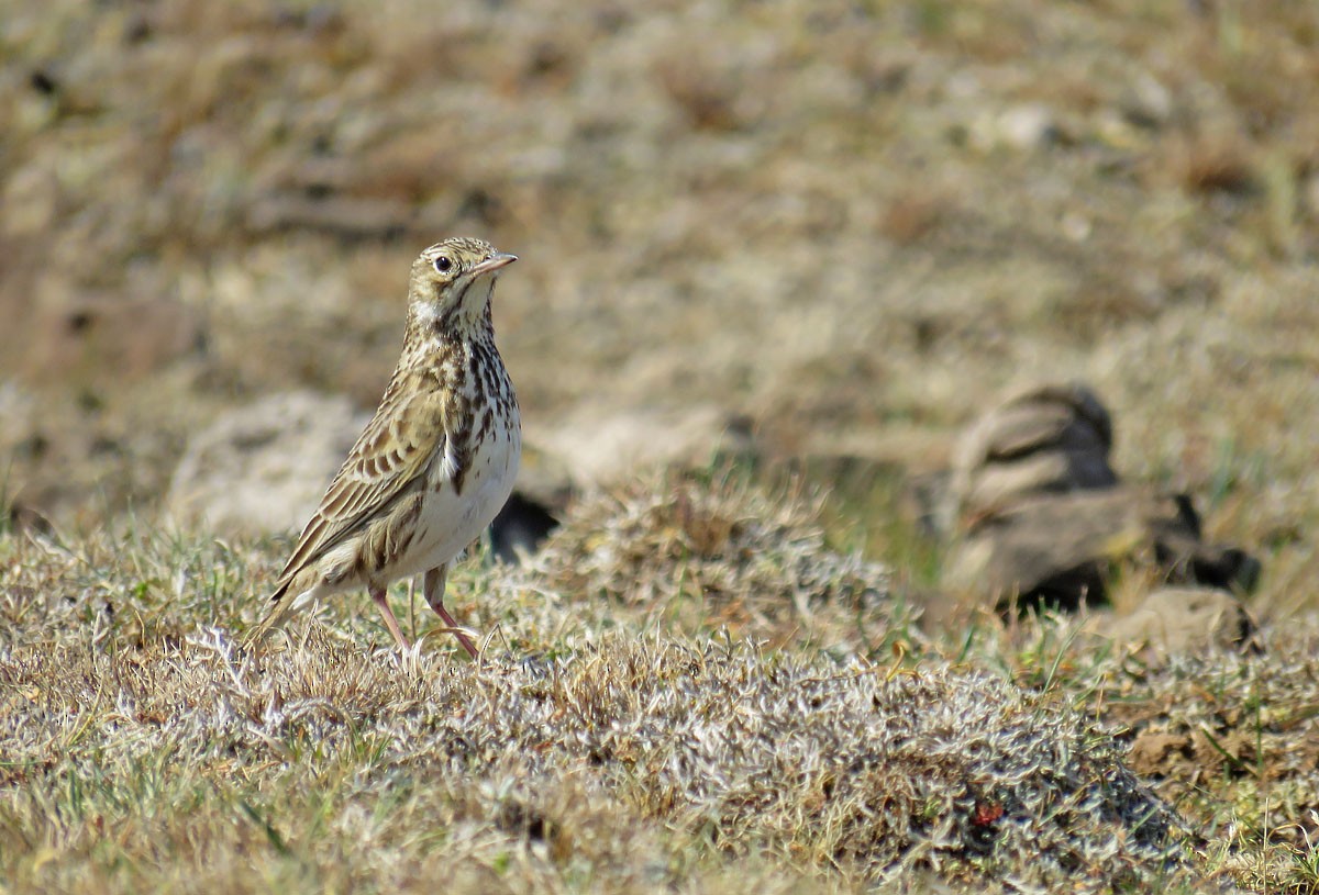 Short-billed Pipit - ML258361821