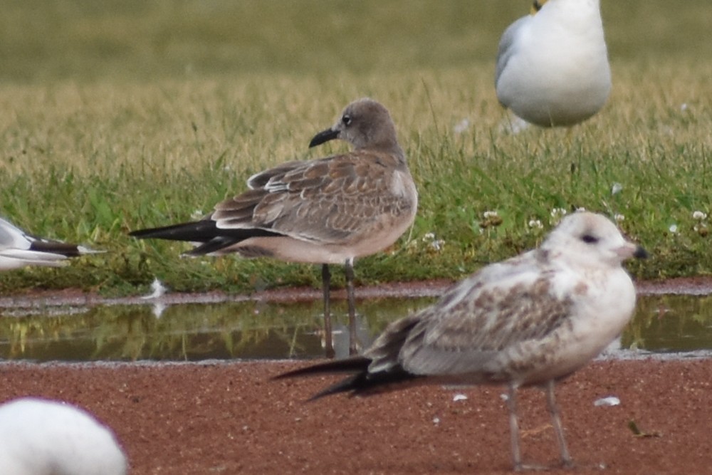 Laughing Gull - josh Ketry
