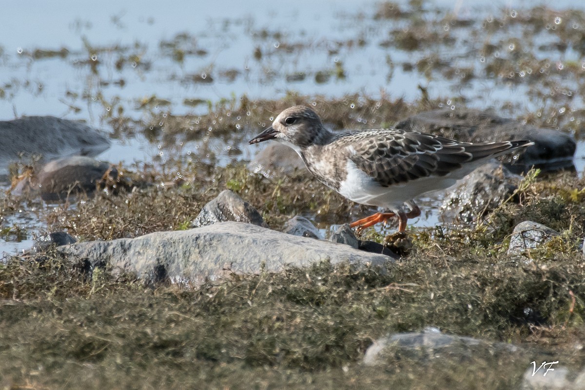 Ruddy Turnstone - ML258362271