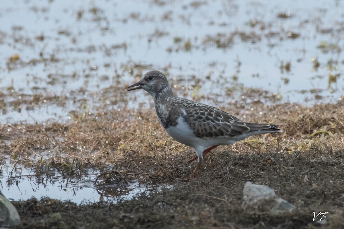 Ruddy Turnstone - V Fournier