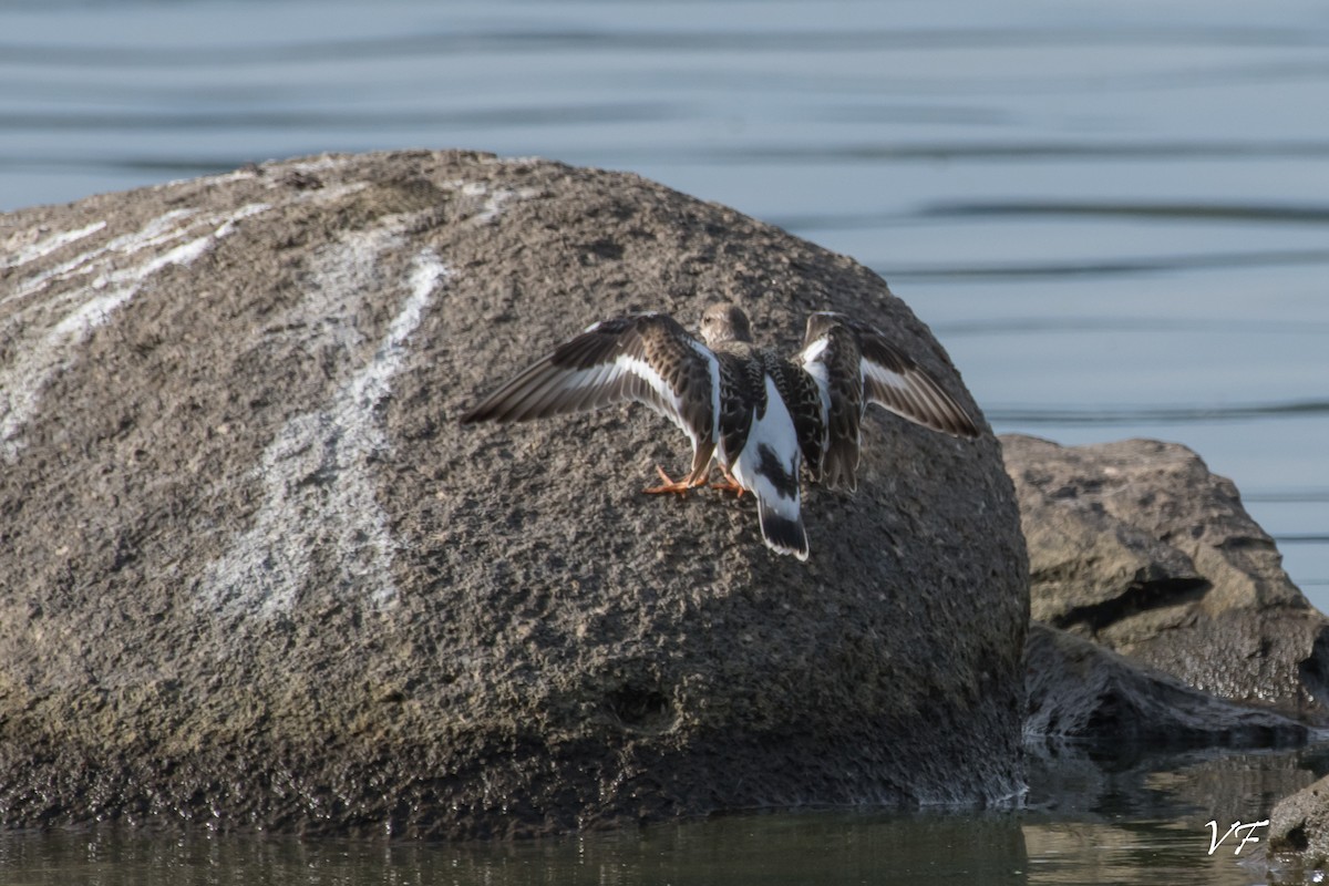 Ruddy Turnstone - ML258362441