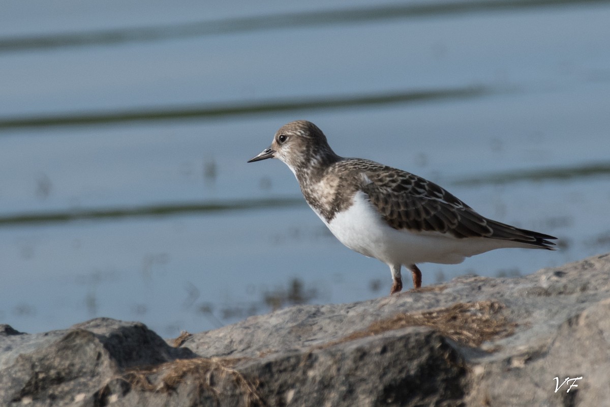 Ruddy Turnstone - ML258362561