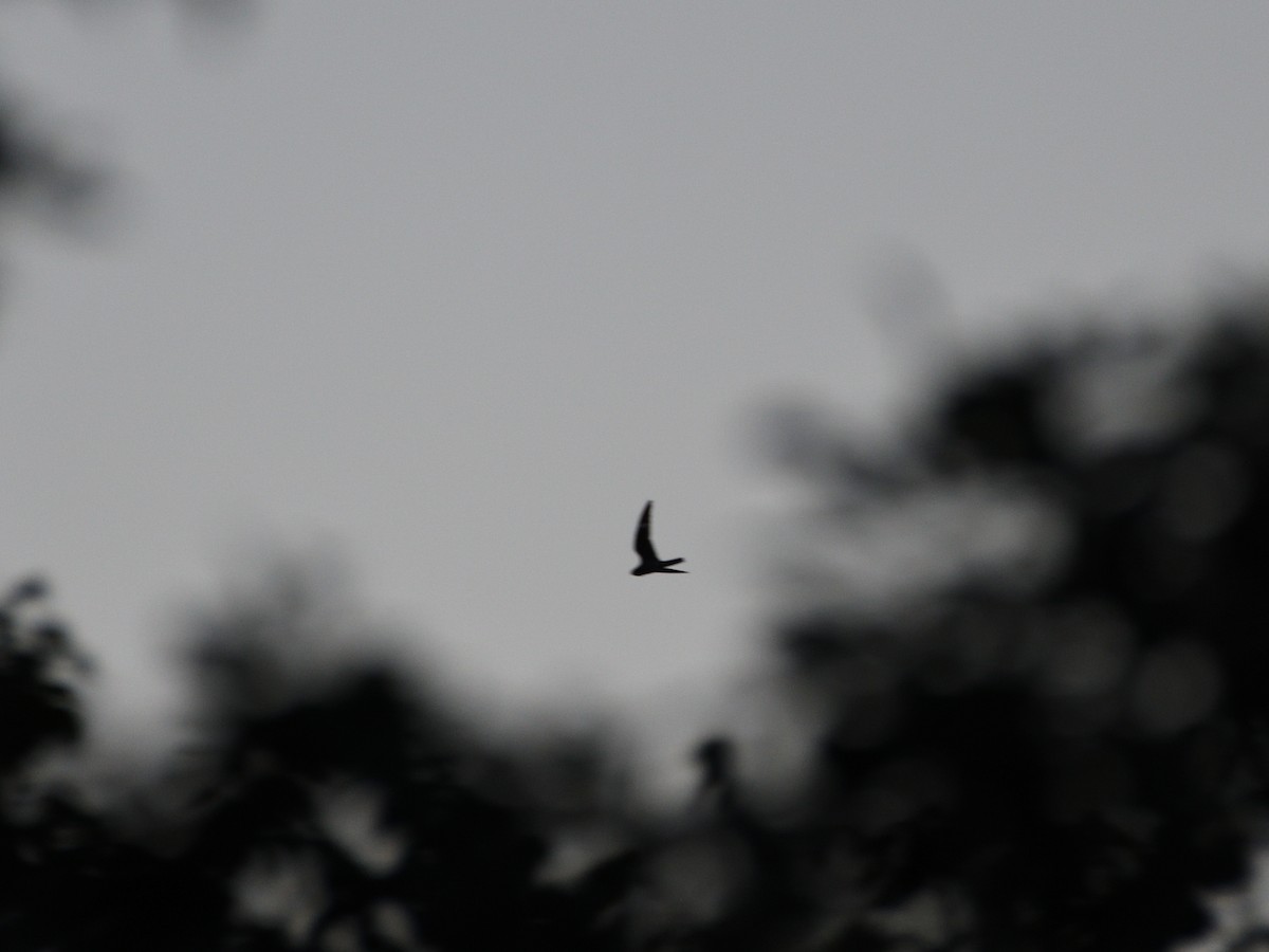 Common Nighthawk - Alexandre Terrigeol