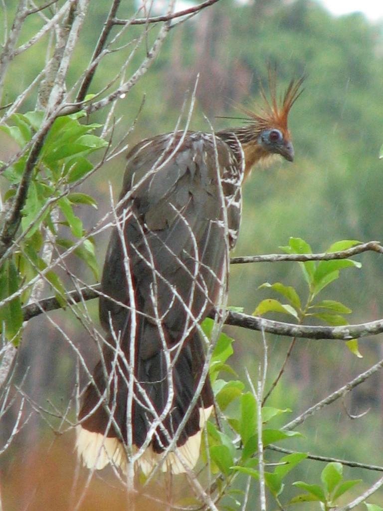 Hoatzin - ML258363911