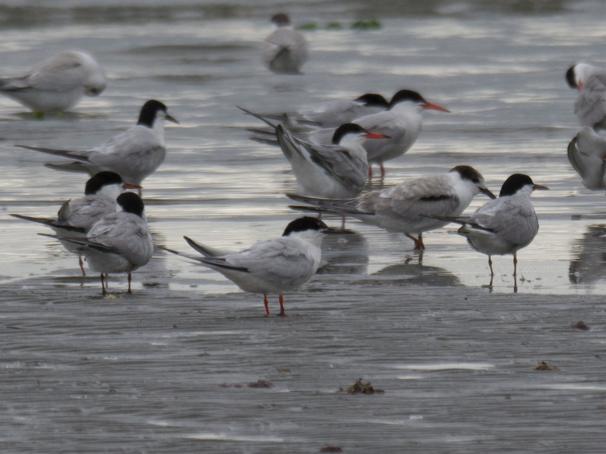 Roseate Tern - ML258364261