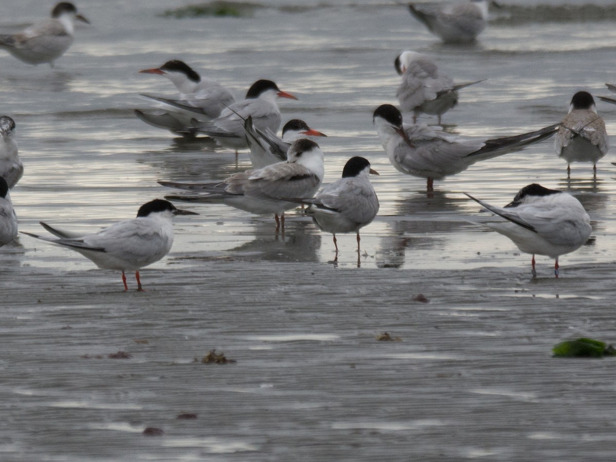 Roseate Tern - ML258364281