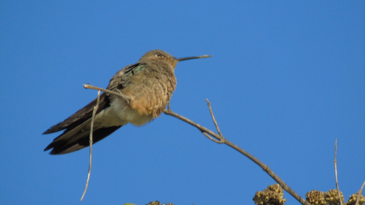 Giant Hummingbird - Juan Pablo Rivas