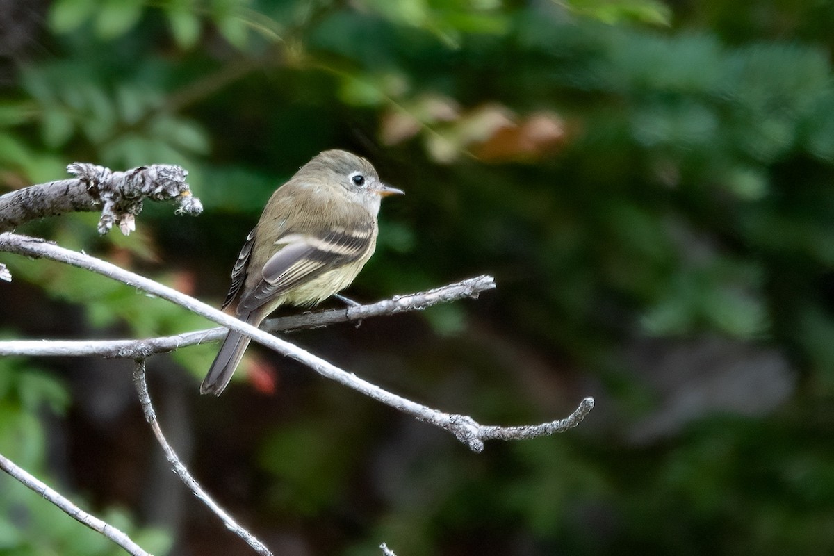 Hammond's Flycatcher - ML258369141