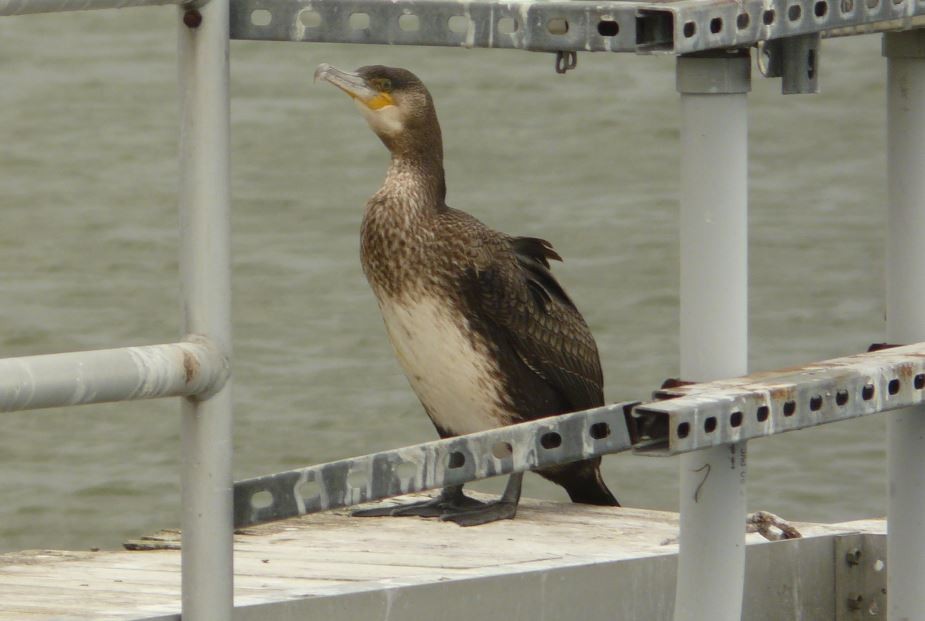 Great Cormorant - ML25836921