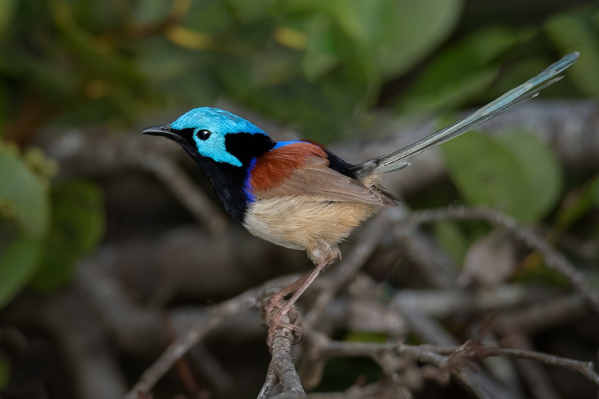 Variegated Fairywren - ML258369831