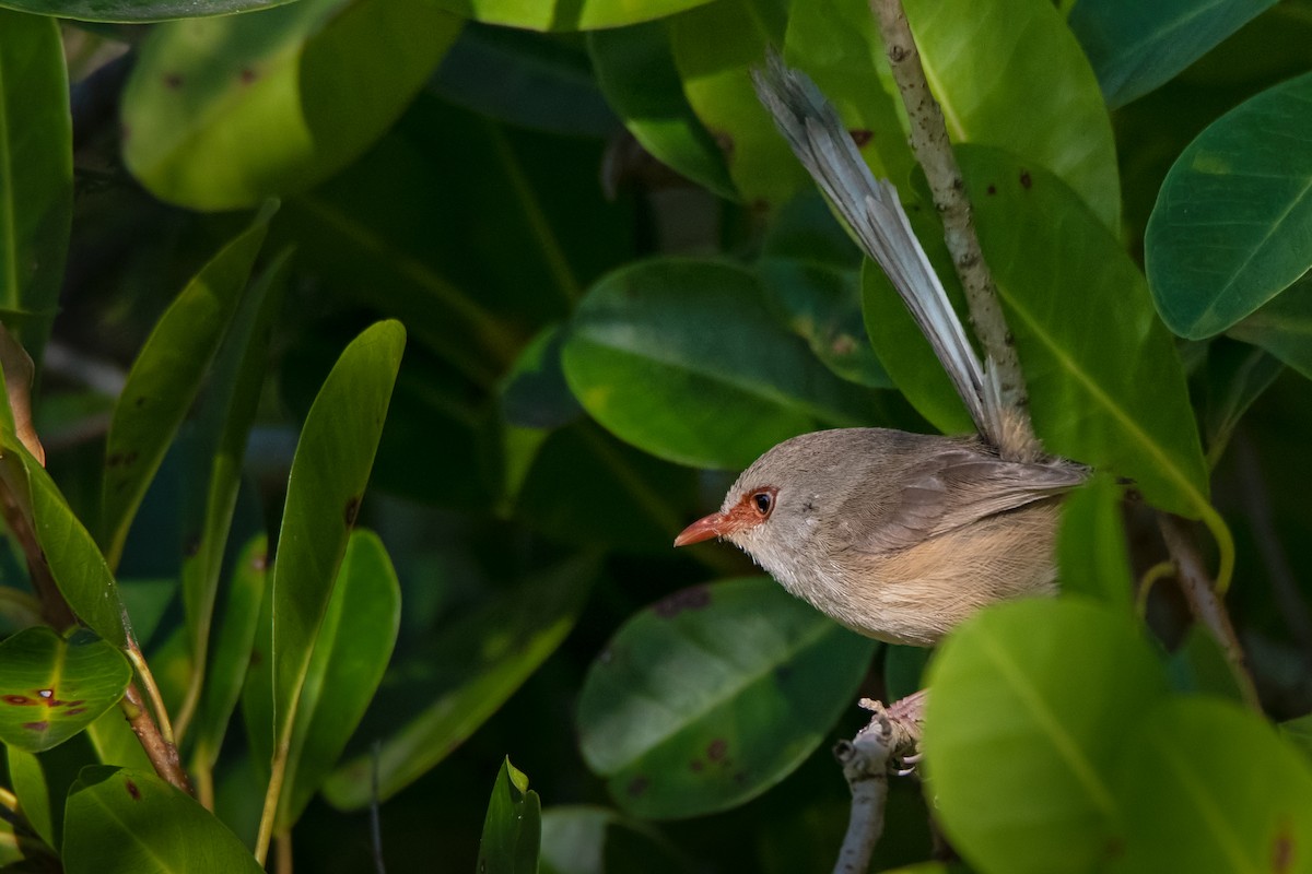 Variegated Fairywren - ML258369871