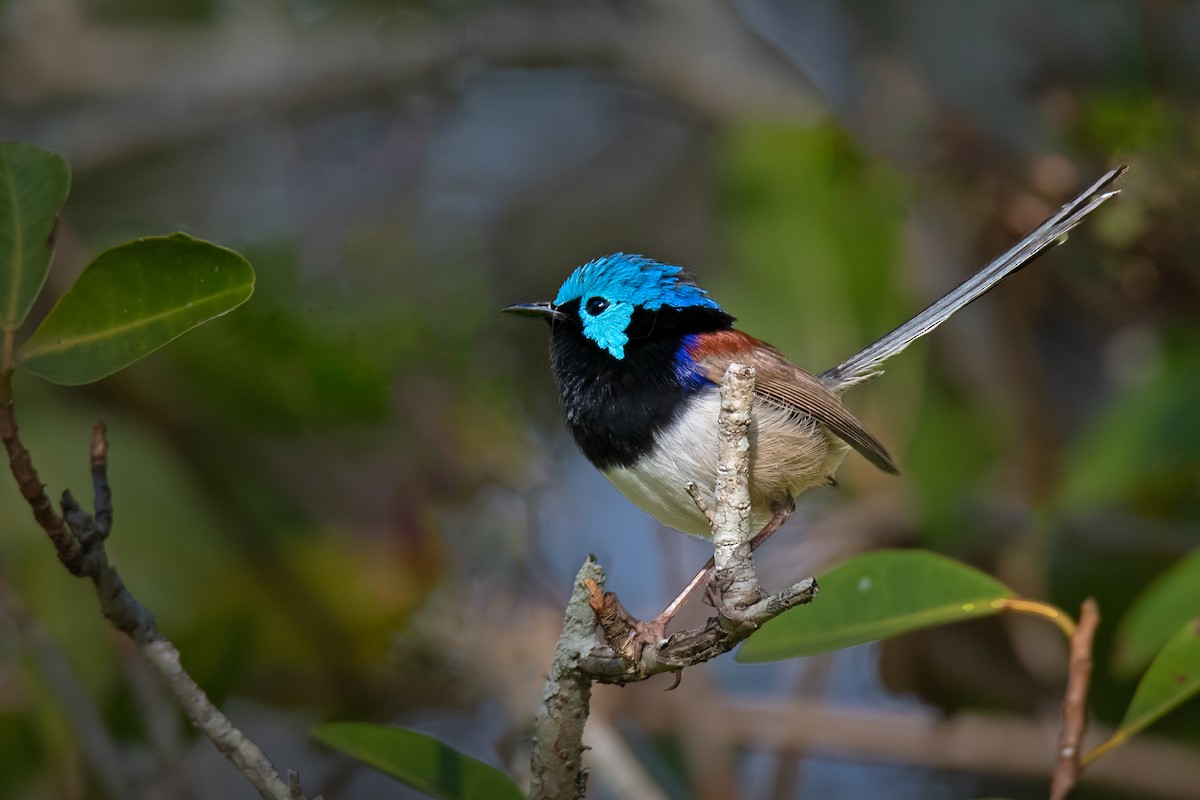 Variegated Fairywren - ML258369881